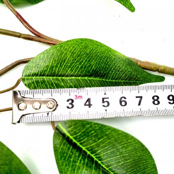 防曬榕樹(shù)葉 防曬榕樹(shù)葉